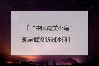 “中国最美小鸟”现身武汉新洲沙河
