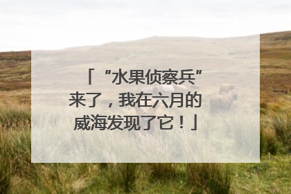 “水果侦察兵”来了，我在六月的威海发现了它！