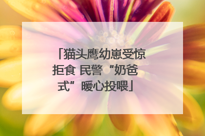 猫头鹰幼崽受惊拒食 民警“奶爸式”暖心投喂