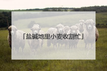 盐碱地里小麦收割忙