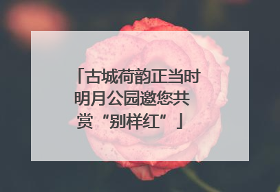 古城荷韵正当时 明月公园邀您共赏“别样红”