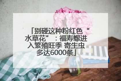 别碰这种粉红色“水草花”：福寿螺进入繁殖旺季 寄生虫多达6000条