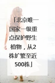 北京唯一国家一级重点保护野生植物，从2株扩繁至近500株