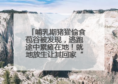 哺乳期猪獾偷食苞谷被发现，逃跑途中累瘫在地！就地放生让其回家“奶孩子”