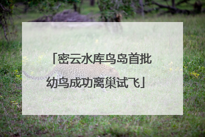 密云水库鸟岛首批幼鸟成功离巢试飞