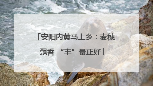 安阳内黄马上乡：麦穗飘香 “丰”景正好