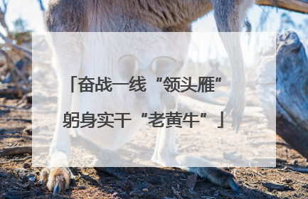 奋战一线“领头雁” 躬身实干“老黄牛”
