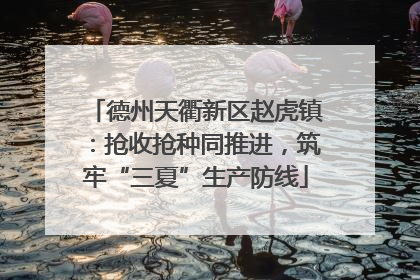 德州天衢新区赵虎镇：抢收抢种同推进，筑牢“三夏”生产防线