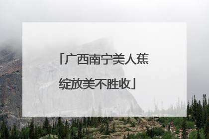 广西南宁美人蕉绽放美不胜收