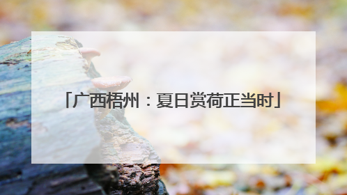 广西梧州：夏日赏荷正当时