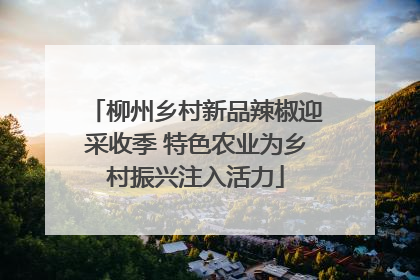 柳州乡村新品辣椒迎采收季 特色农业为乡村振兴注入活力