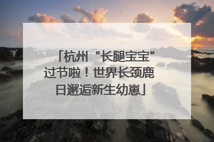 杭州“长腿宝宝”过节啦！世界长颈鹿日邂逅新生幼崽
