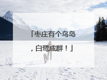 枣庄有个鸟岛，白鹭成群！