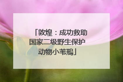 敦煌：成功救助国家二级野生保护动物小苇鳽