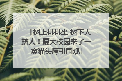 树上排排坐 树下人挤人！厦大校园来了一窝猫头鹰引围观