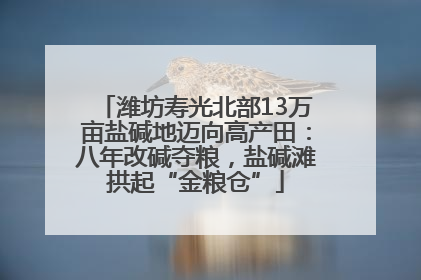 潍坊寿光北部13万亩盐碱地迈向高产田：八年改碱夺粮，盐碱滩拱起“金粮仓”