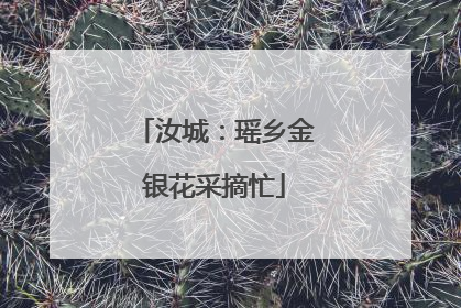 汝城：瑶乡金银花采摘忙