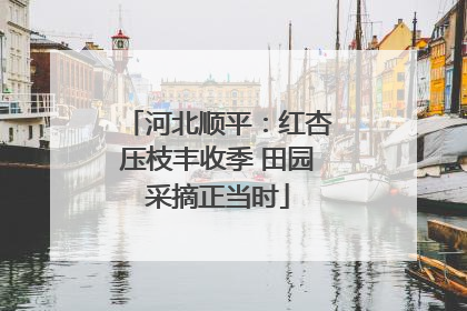 河北顺平：红杏压枝丰收季 田园采摘正当时
