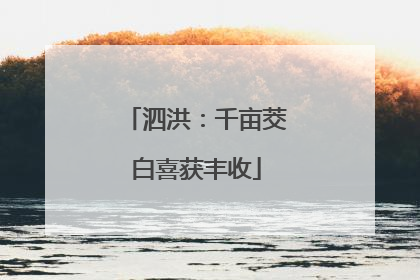 泗洪：千亩茭白喜获丰收