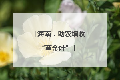海南：助农增收 “黄金叶”