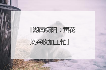 湖南衡阳：黄花菜采收加工忙