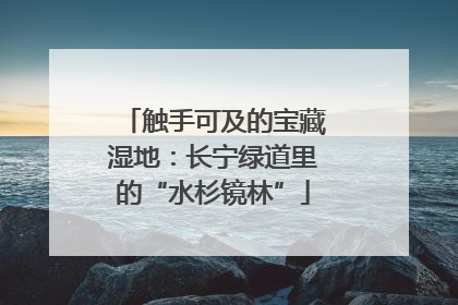 触手可及的宝藏湿地：长宁绿道里的“水杉镜林”