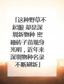 这种野草不起眼 却是深圳新物种 密穗砖子苗现身光明，近年来深圳物种名录不断刷新