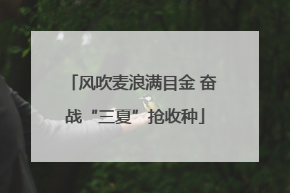 风吹麦浪满目金 奋战“三夏”抢收种