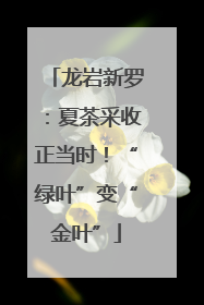 龙岩新罗：夏茶采收正当时！“绿叶”变“金叶”
