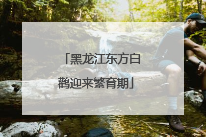 黑龙江东方白鹳迎来繁育期