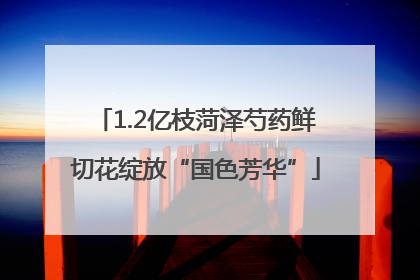 1.2亿枝菏泽芍药鲜切花绽放“国色芳华”