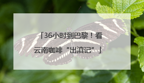 36小时到巴黎！看云南咖啡“出滇记”